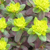 Euphorbia p. 'Bonfire'