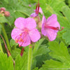 Geranium m. 'Bevan's Variety'