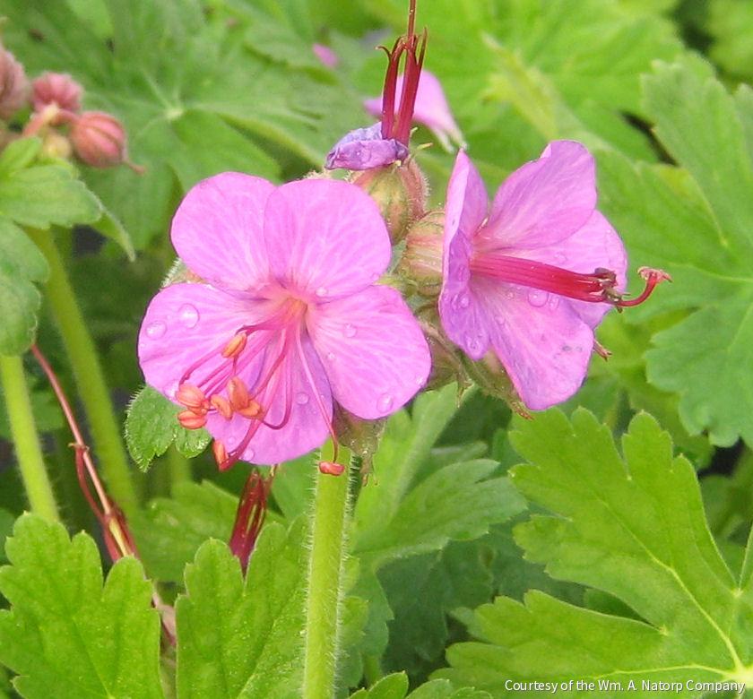 Geranium m. 'Bevan's Variety'