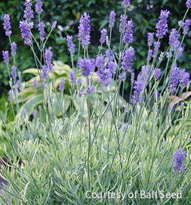 Lavandula a. 'Platinum Blonde'