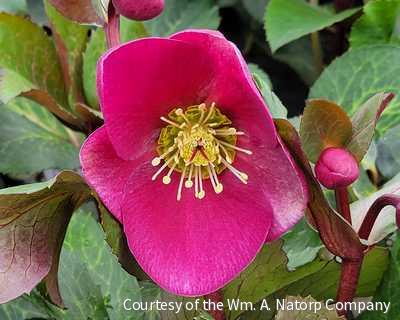 Helleborus Frostkiss® Anna's Red