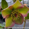 Helleborus Frostkiss® 'Bayli's Blush'