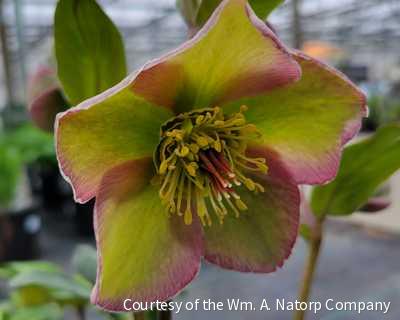 Helleborus Frostkiss® 'Bayli's Blush'