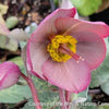 Helleborus Frostkiss® 'Dorothy's Dawn'