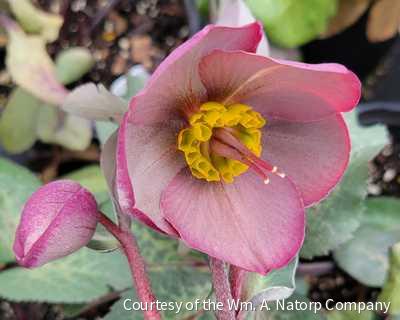 Helleborus Frostkiss® 'Dorothy's Dawn'