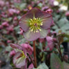 Helleborus Frostkiss® 'Dana's Dulcet'