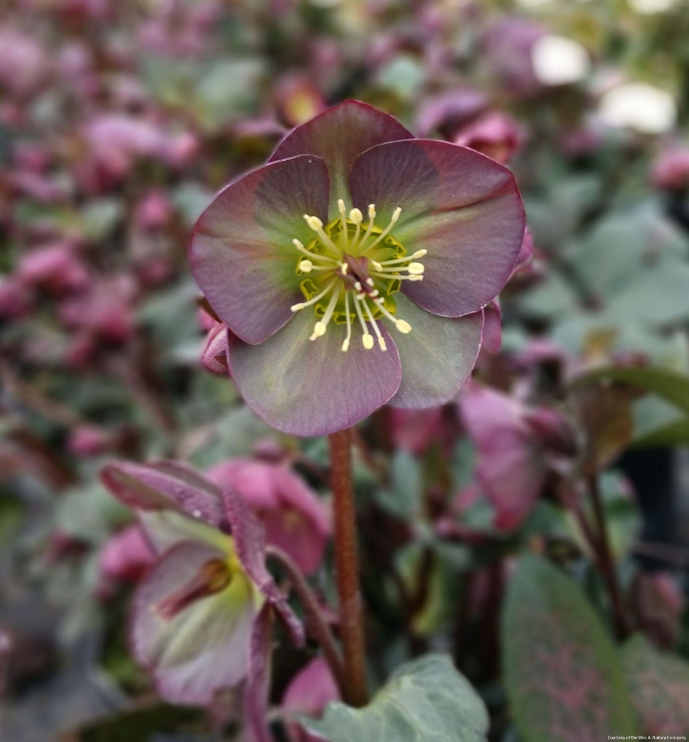 Helleborus Frostkiss® 'Dana's Dulcet'