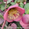 Helleborus Frostkiss® Penny's Pink®