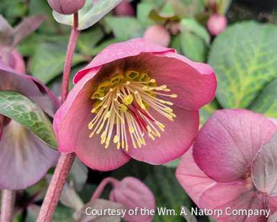 Helleborus Frostkiss® Penny's Pink®