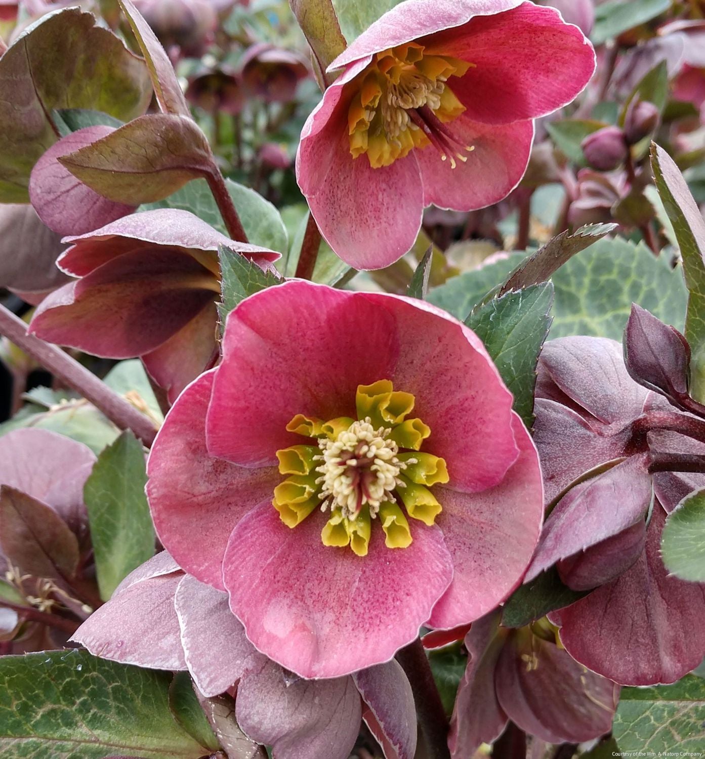 Helleborus Frostkiss® 'Pippa's Purple'
