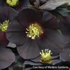 Helleborus Honeymoon® 'New York Night'