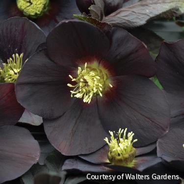 Helleborus Honeymoon® 'New York Night'