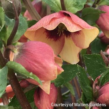 Helleborus Honeymoon® 'Sandy Shores'