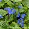 Brunnera 'Sterling Silver'