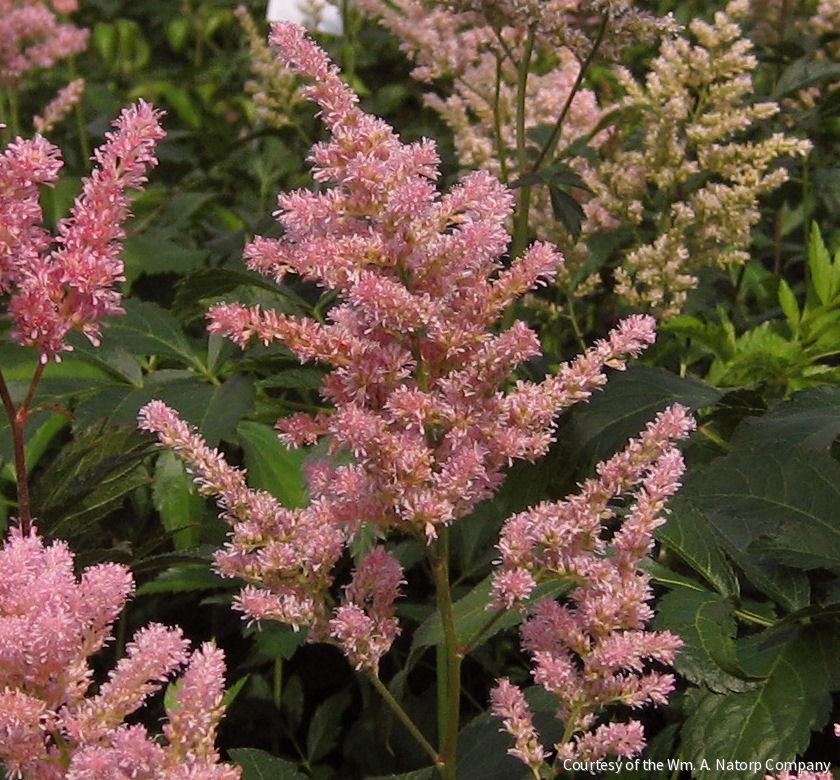 Astilbe x r. 'Peach Blossom'