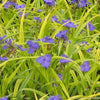 Tradescantia 'Sweet Kate'