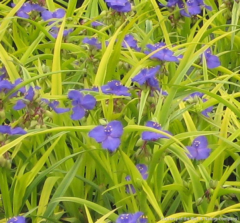 Tradescantia 'Sweet Kate'