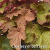 Heuchera 'Big Top Caramel Apple'