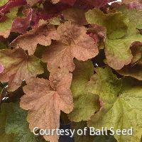 Heuchera 'Big Top Caramel Apple'