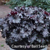 Heuchera 'Evening Gown' Dressed Up™