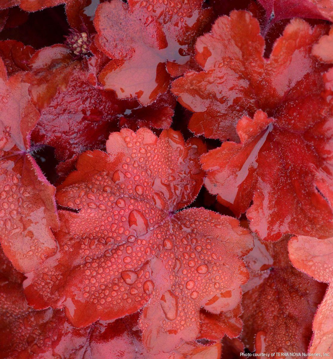 Heuchera 'Fire Alarm'