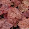 Heuchera 'Georgia Peach'