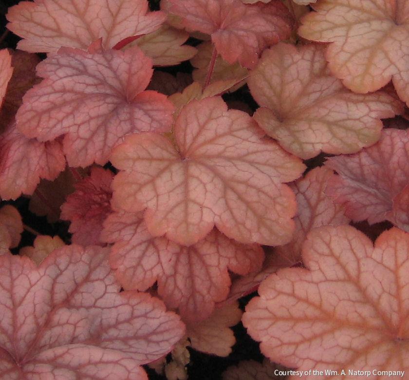 Heuchera 'Georgia Peach'