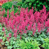 Heuchera 'Paris'