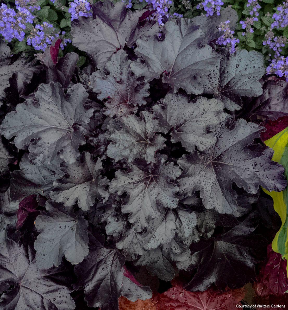 Heuchera Primo® 'Black Pearl'