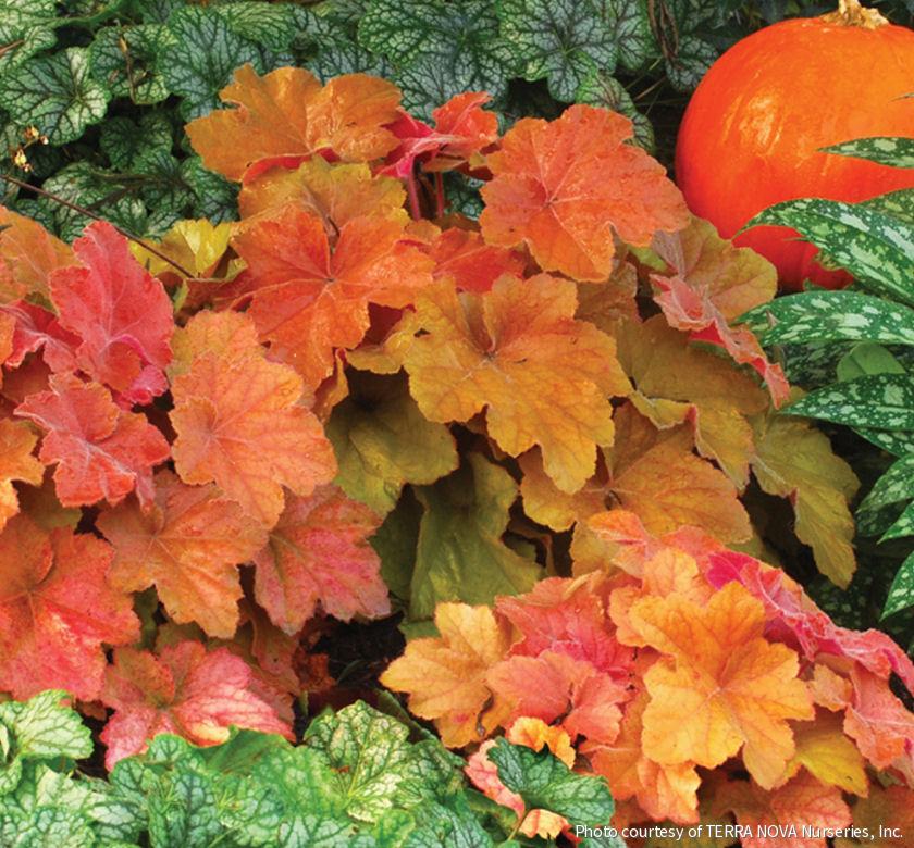 Heuchera 'Southern Comfort'