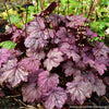 Heuchera 'Sugar Plum'