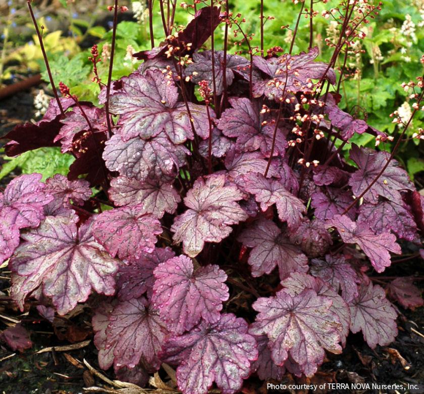 Heuchera 'Sugar Plum'
