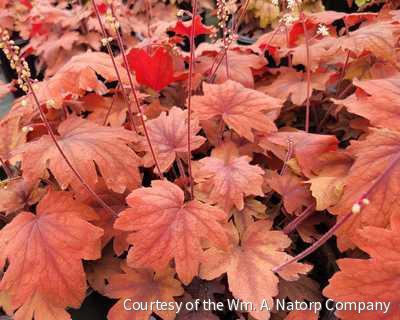 Heucherella 'Sweet Tea'