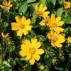 Coreopsis a. 'Nana'
