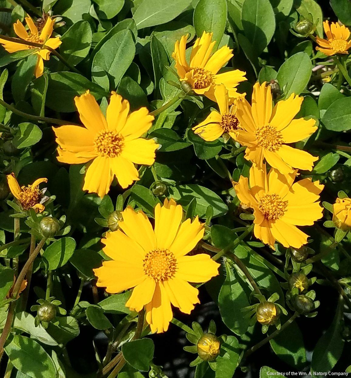 Coreopsis a. 'Nana'