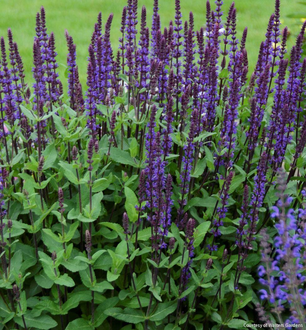 Salvia n. 'Caradonna'
