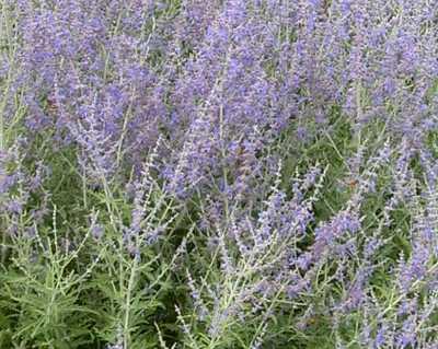 Perovskia 'Little Spire'
