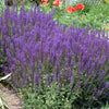 Salvia n. 'Mainacht' (May Night)