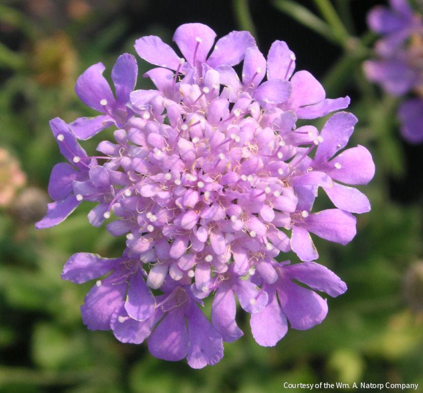 Scabiosa 'Butterfly Blue'