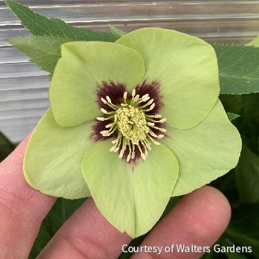 Helleborus Honeymoon® 'Irish Luck'