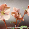 Helleborus HGC® 'Cinnamon Snow'