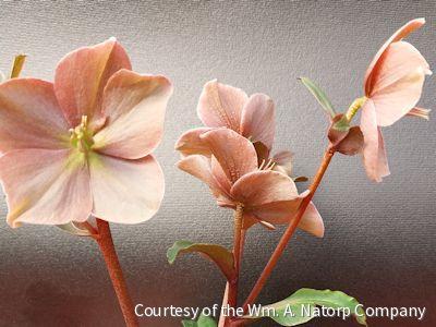 Helleborus HGC® 'Cinnamon Snow'