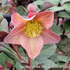 Helleborus HGC® 'Merlin'