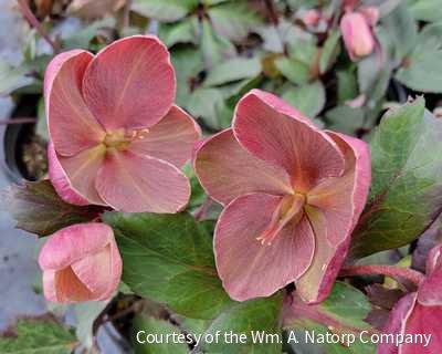 Helleborus HGC® 'Pink Frost'