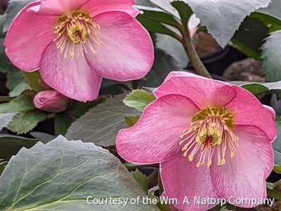 Helleborus HGC® Ice N' Roses® Rose