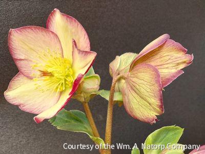 Helleborus HGC® Ice N' Roses®PurpleSunri