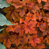Heucherella 'Pumpkin Spice'