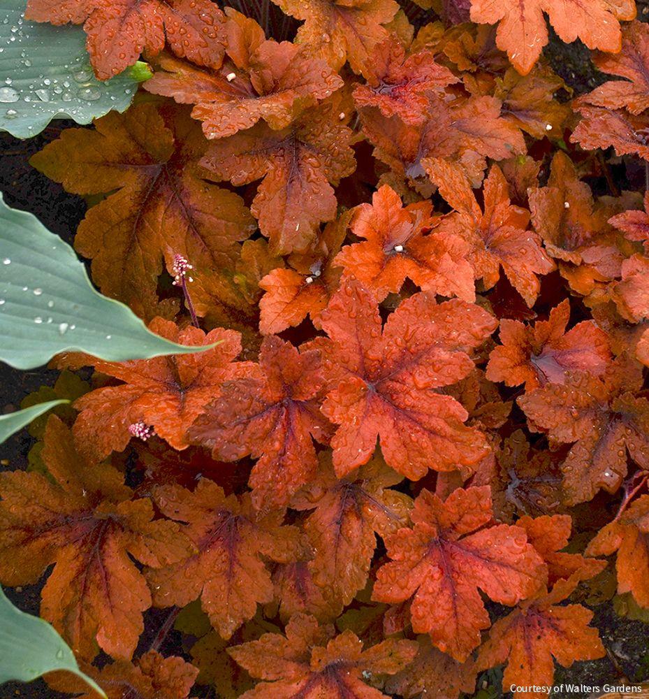 Heucherella 'Pumpkin Spice'