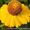 Helenium Mardi Gras®