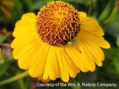 Helenium Mardi Gras®